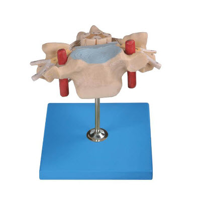 頸椎附脊髓和脊神經放大模型 YJ/SJ106