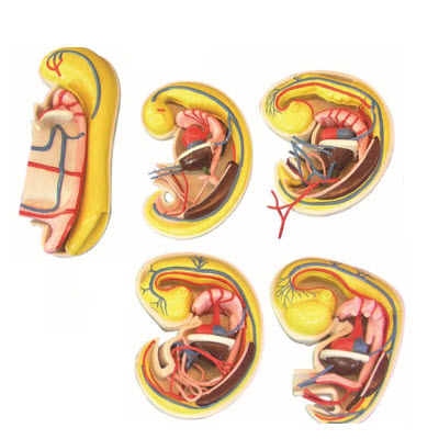 消化、呼吸、泌尿生殖、體腔的發生解剖示教模型 YJ/ZZ2017