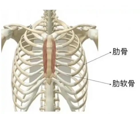 肋骨板系統 貝思達